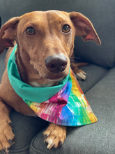 Load image into Gallery viewer, Tan dog looking at camera wearing the &quot;Ashleah-Ann/Teal&quot; Bandana
